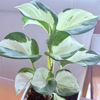 ポトスステータス,観葉植物,つなぐ、つながる,斑入り見つけ隊♪,リビング・ダイニングの画像