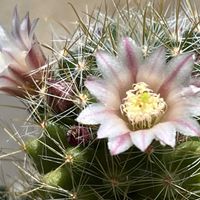 鉢植え,マミラリア,花のある暮らしの画像