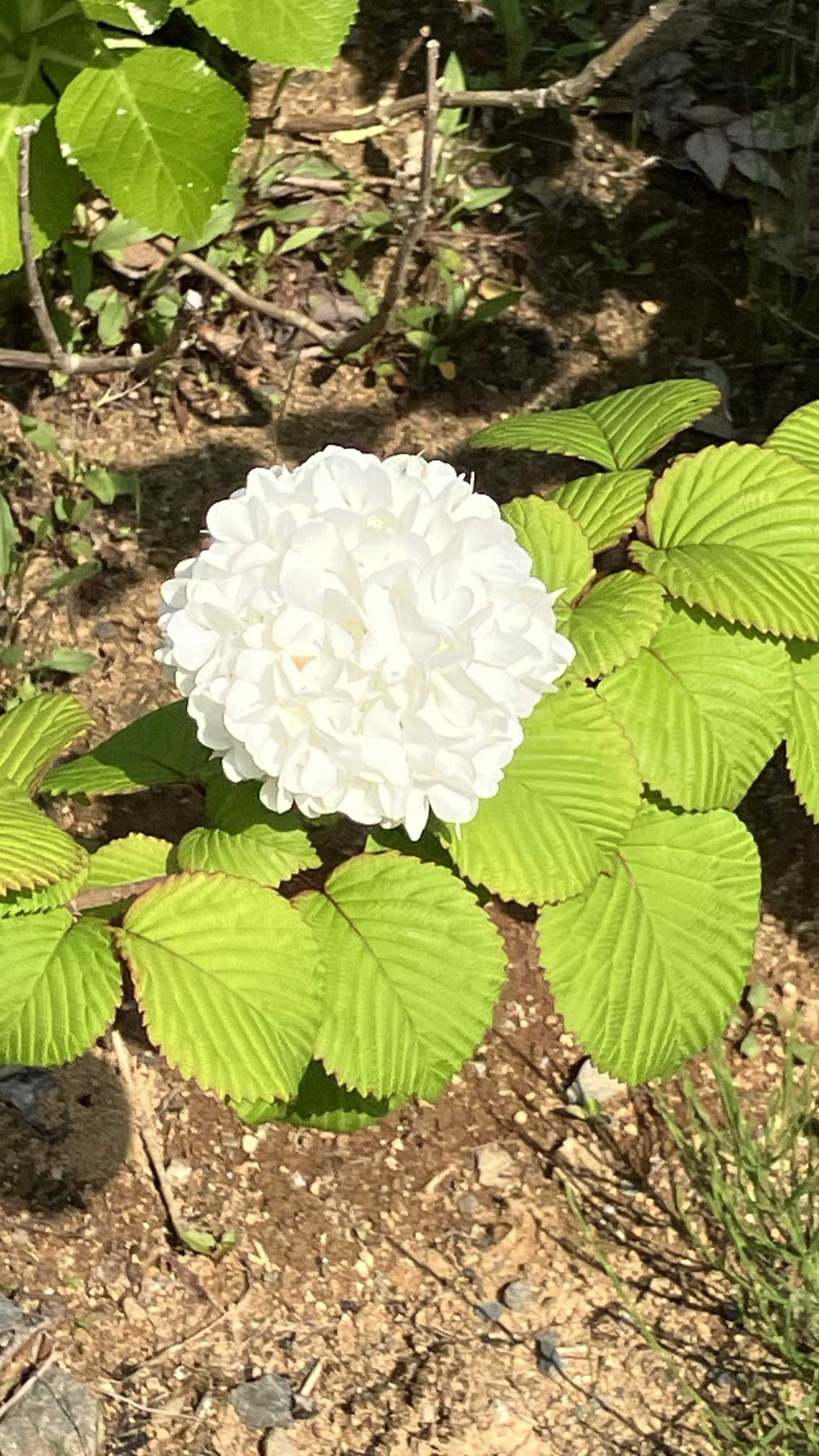 ネオ•エビスのアルバム｜🍀GreenSnap（グリーンスナップ）