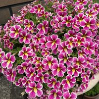 春菊,ダイアンサス ピンクキッス,スーパーベル ホーリーカウ,スーパーチュニア ビスタピンク,タフチュニア　ライラックピコテイの画像