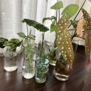 ムカデラン,観葉植物,水耕栽培の画像