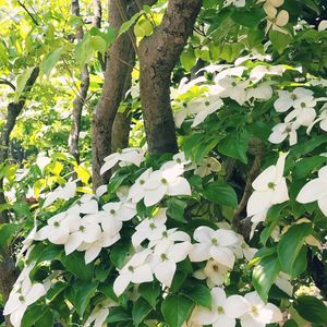 ヤマボウシ,ムラサキセンダイハギ,イスノキ,はくちょうげ(白丁花),メグスリの木の画像