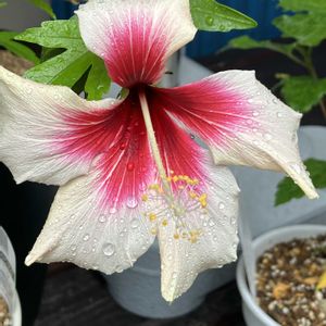 ハイビスカス,多肉植物,塊根植物,コーデックス,花のある暮らしの画像