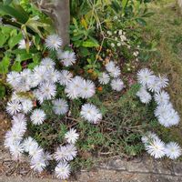 アルストロメリア,アルストロメリア,山あじさい,山あじさい,松葉菊の画像