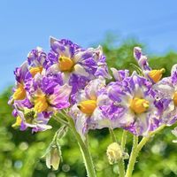 ジャガイモ,メイクイーン,お出掛け先,可憐な花,美しく青きドヨウの画像