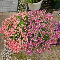 ネメシア,ネメシアメーテル・アンナ,宿根ネメシア  アレンジアプリコット,鉢植え,明るい日陰の画像