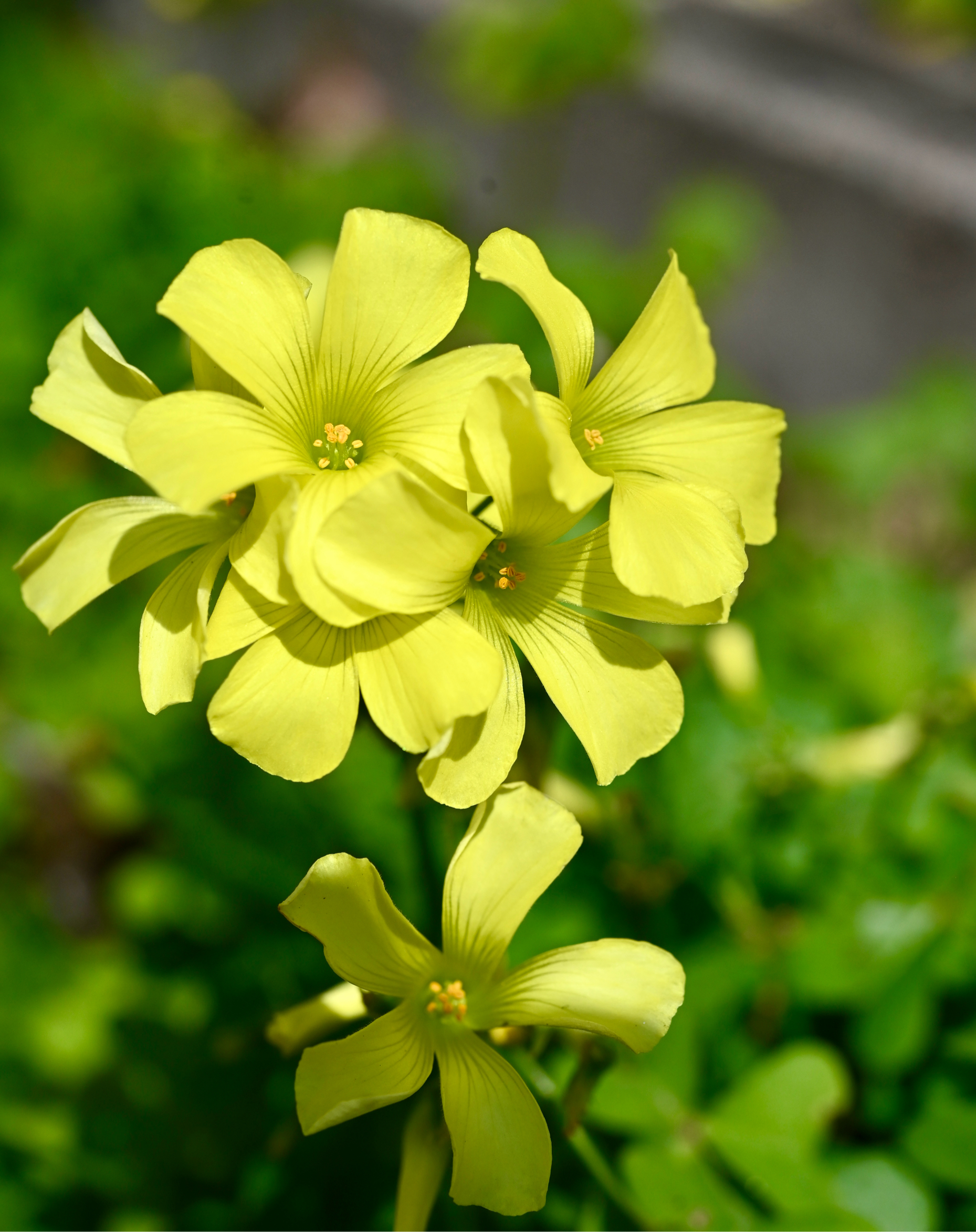 春の野の花たち｜🍀GreenSnap（グリーンスナップ）
