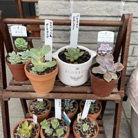 群月花,ひまつり,ピーチプリデ,パキフィツム属,万宝の画像