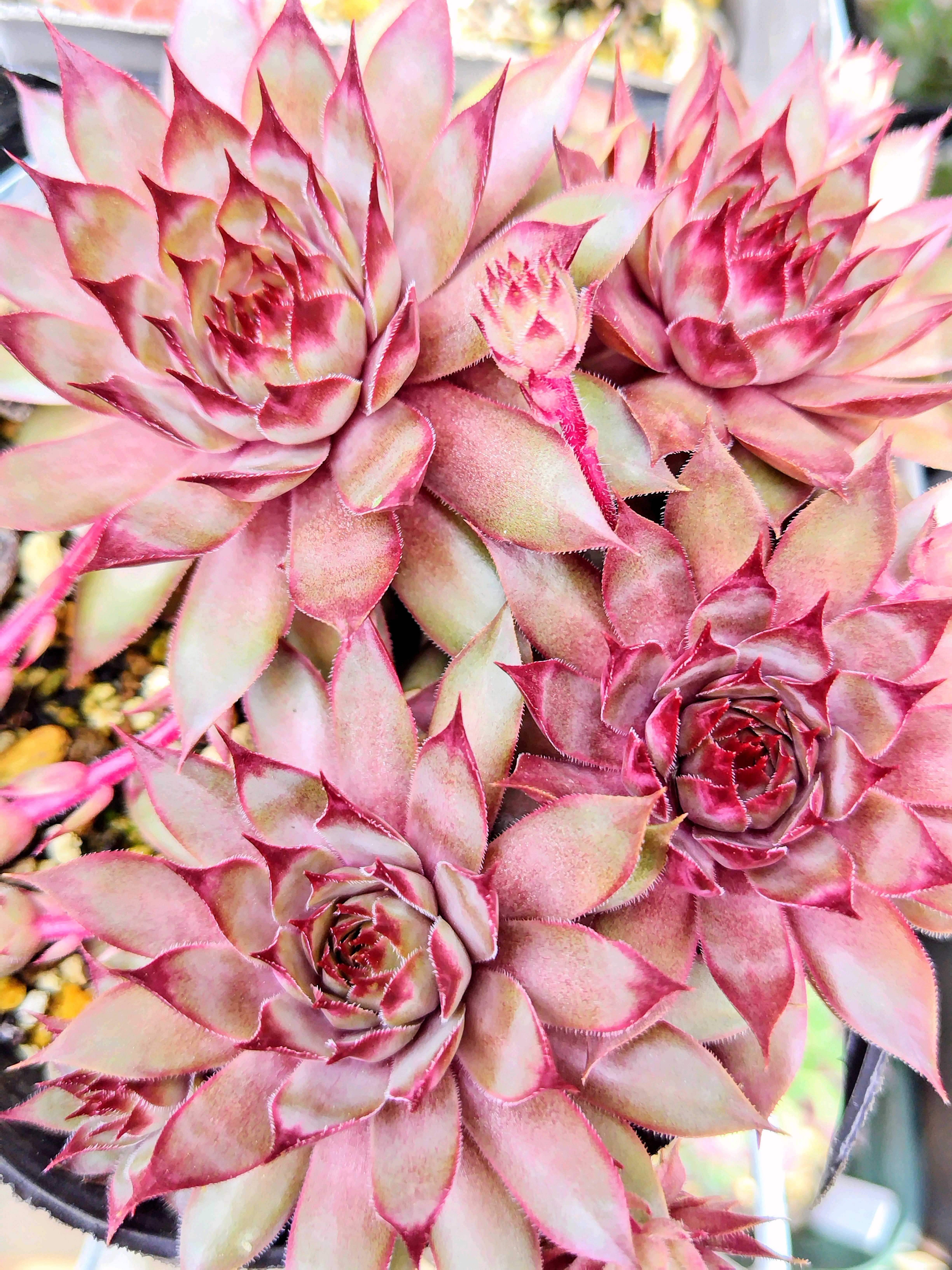 センペルビウム デザートブルームの一覧｜🍀GreenSnap（グリーンスナップ）