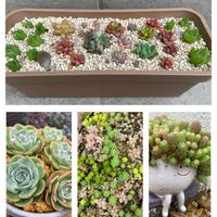 七福神,姫秋麗,黄金細葉万年草,パリダム,クーペリーの画像