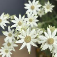 フランネルフラワー,可愛い,感謝,冬越し成功,好きな花の画像