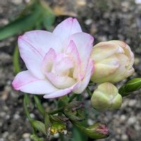 レタス,プチ家庭菜園,ユスラウメの実,小さい花壇,ハイビスカス♡の画像