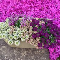 アリッサム,シバザクラ,芝桜,岩手県,庭の画像