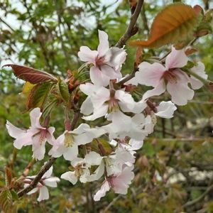 ヤマザクラ,樹木,さくら 桜 サクラ,木に咲く花,いもり池の画像