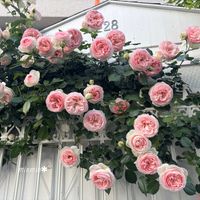 ガーデニング,可愛い,もりもり,白い花,ピンクの花の画像