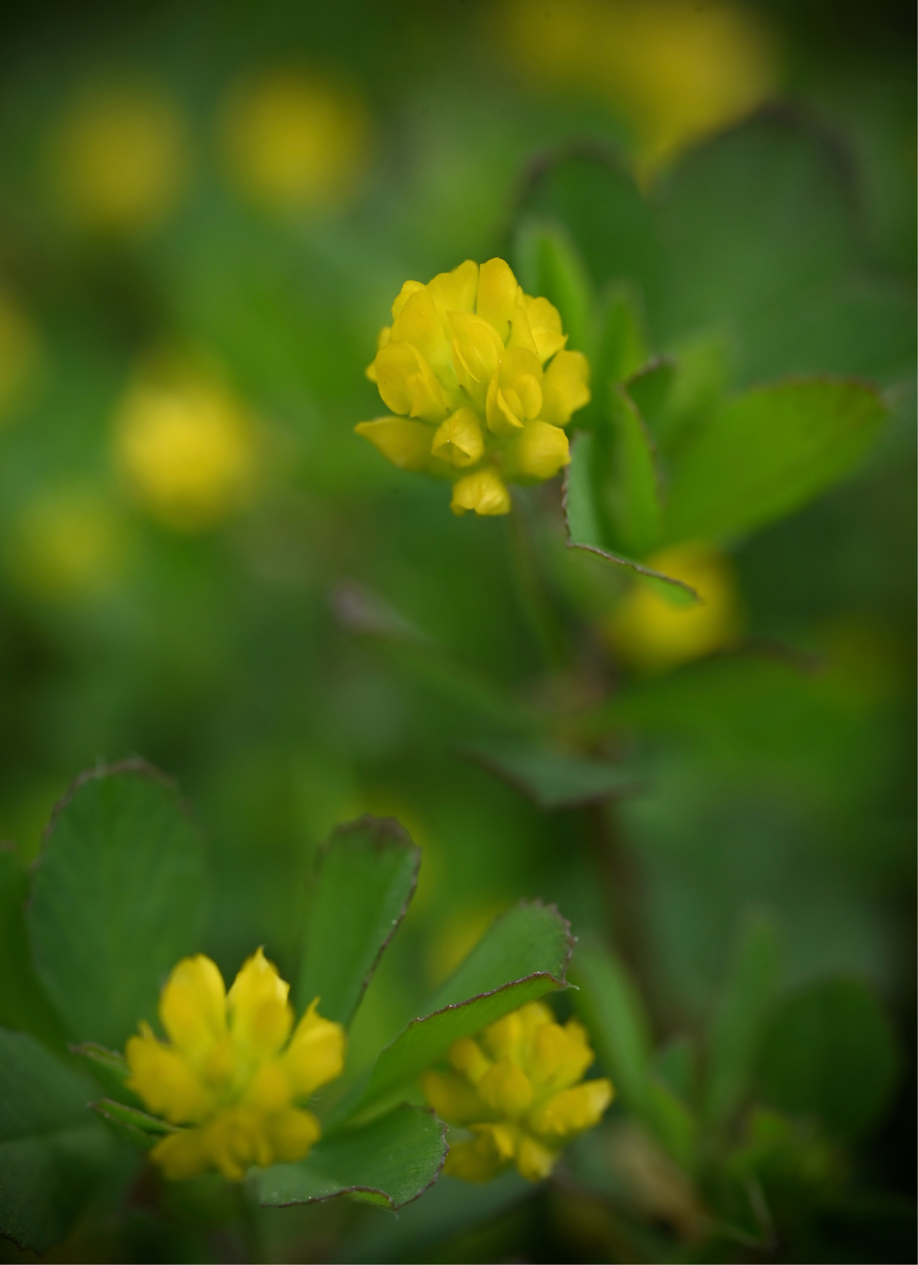 katieページ　「野に咲く草花」 春の野の花たち｜🍀GreenSnap（グリーンスナップ）