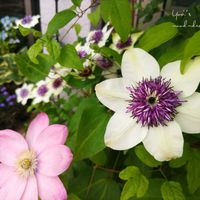 クレマチス,テッセン,クレマチス リトルマーメイド,クレマチステッセン,鉢植えの画像