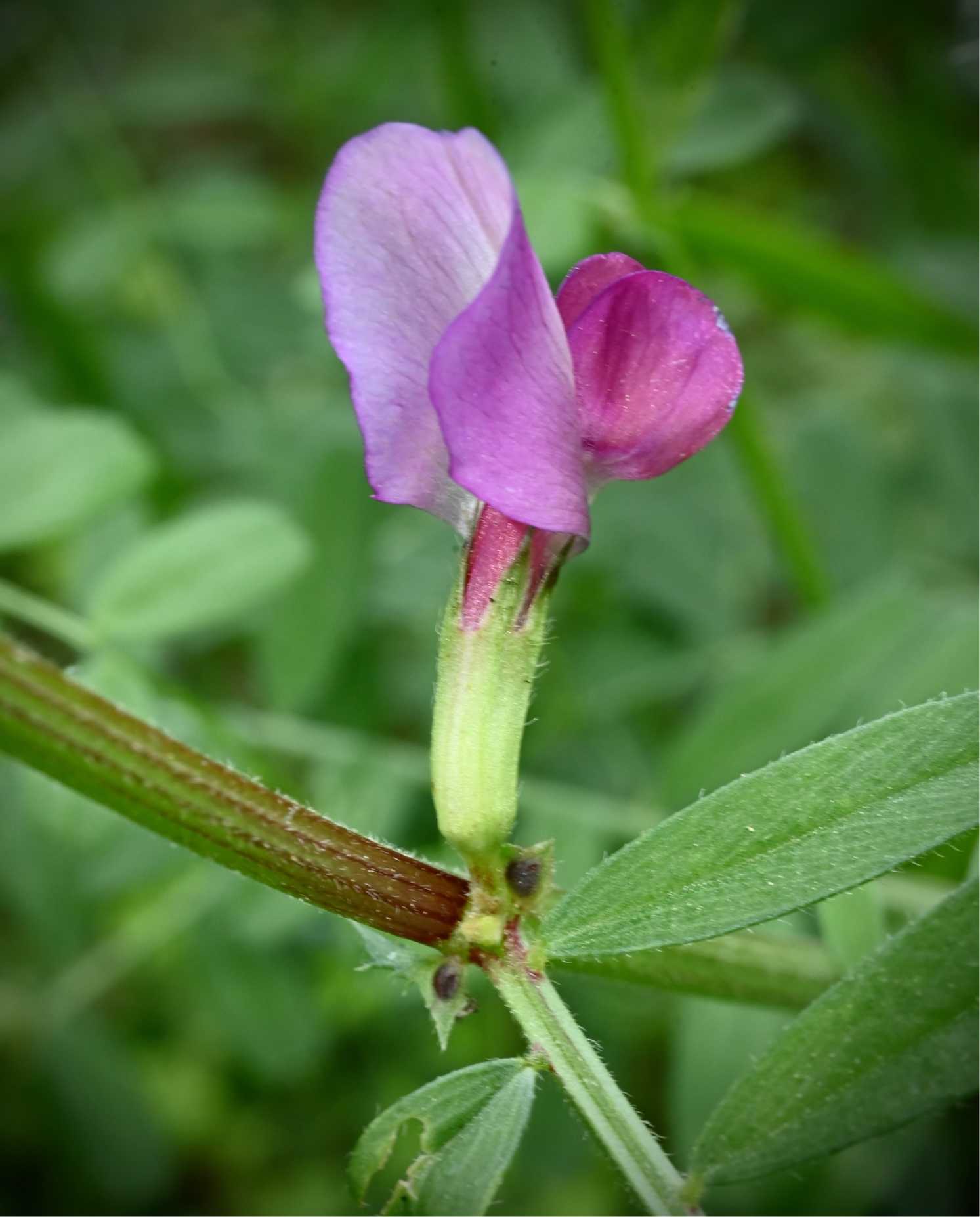 katieページ　「野に咲く草花」 春の野の花たち｜🍀GreenSnap（グリーンスナップ）