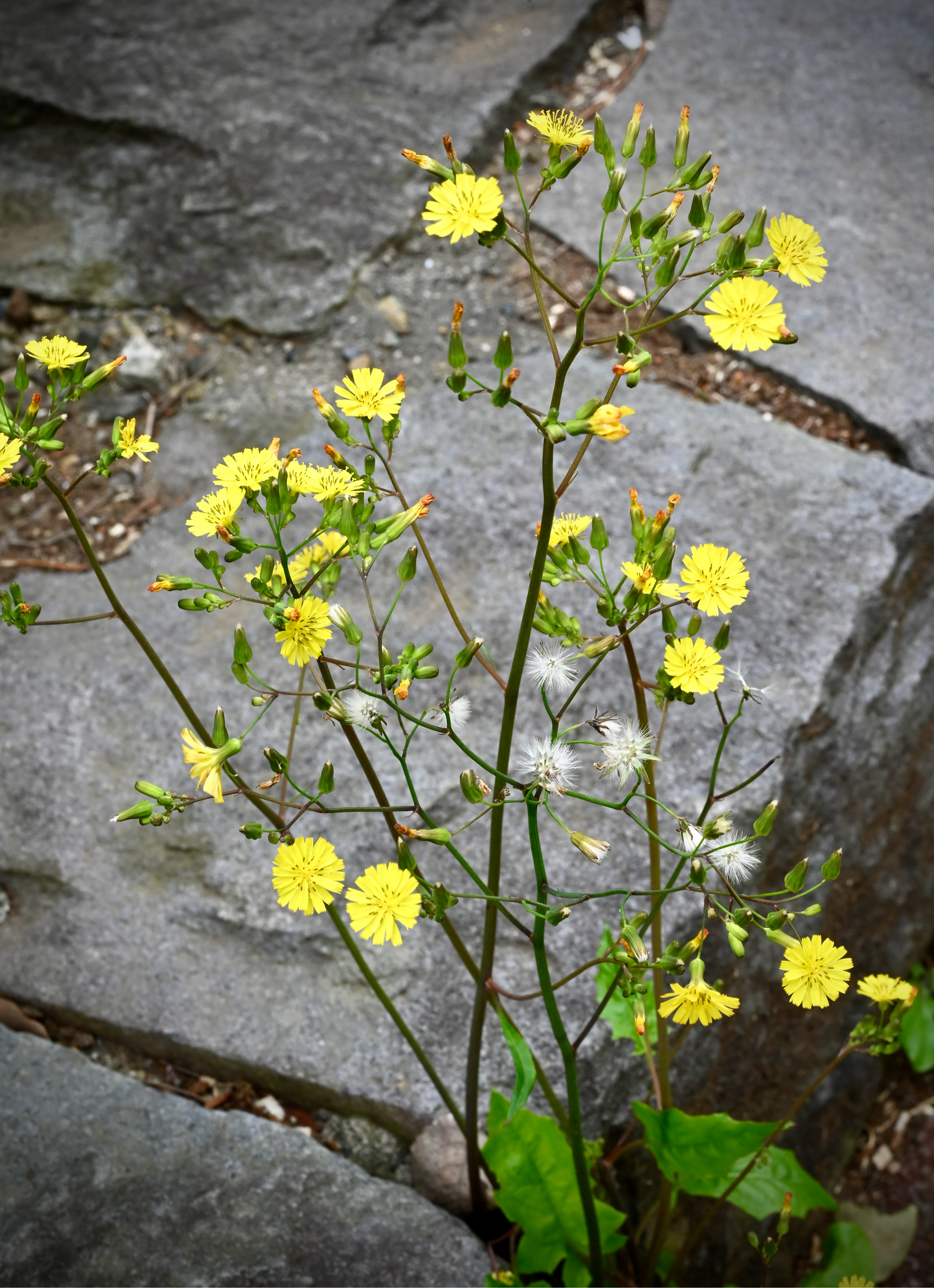 katieページ　「野に咲く草花」 春の野の花たち｜🍀GreenSnap（グリーンスナップ）