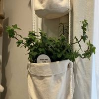 ヘデラ,ヘデラ,観葉植物,初心者,新入りさんの画像