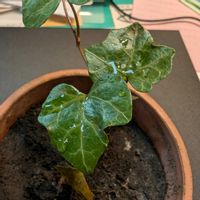 アイビー,アイビー,鉢植えの画像