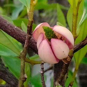 カラタネオガタマ,唐種招霊(カラタネオガタマ),地植え,ガーデニング,花木の画像