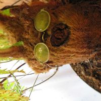 ジオボン先生,観葉植物,癒し,インテリアグリーン,珍奇植物の画像
