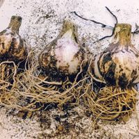 ニンニク,プランター栽培,にんにく植えよう会,にんにく植えよう会の画像