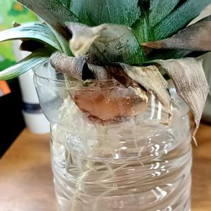パイナップル,水栽培の画像