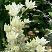 フランネルフラワー,ミニバラ・グリーンアイス,サルビア ファリナセア(ブルーサルビア),癒しのお花,ありがとうの花❣️の画像