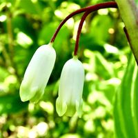 アマドコロ,花言葉,山野草,花のある暮らし,山菜の画像