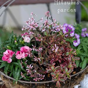 寄せ植え,ハンギング,おうち園芸,小さな庭の画像