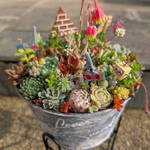 寄せ植え,多肉植物,多肉の寄せ植え,多肉植物の紅葉の画像