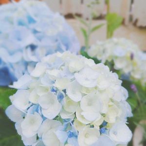 アジサイ ブルーマーブルソーダ,ガーデニング,ナチュラルガーデン,マイガーデン,庭の花の画像