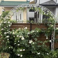 白モッコウバラ,バラ アルベリック・バルビエ,バラ アルベリック・バルビエ,我が家の庭,バラのアーチの画像