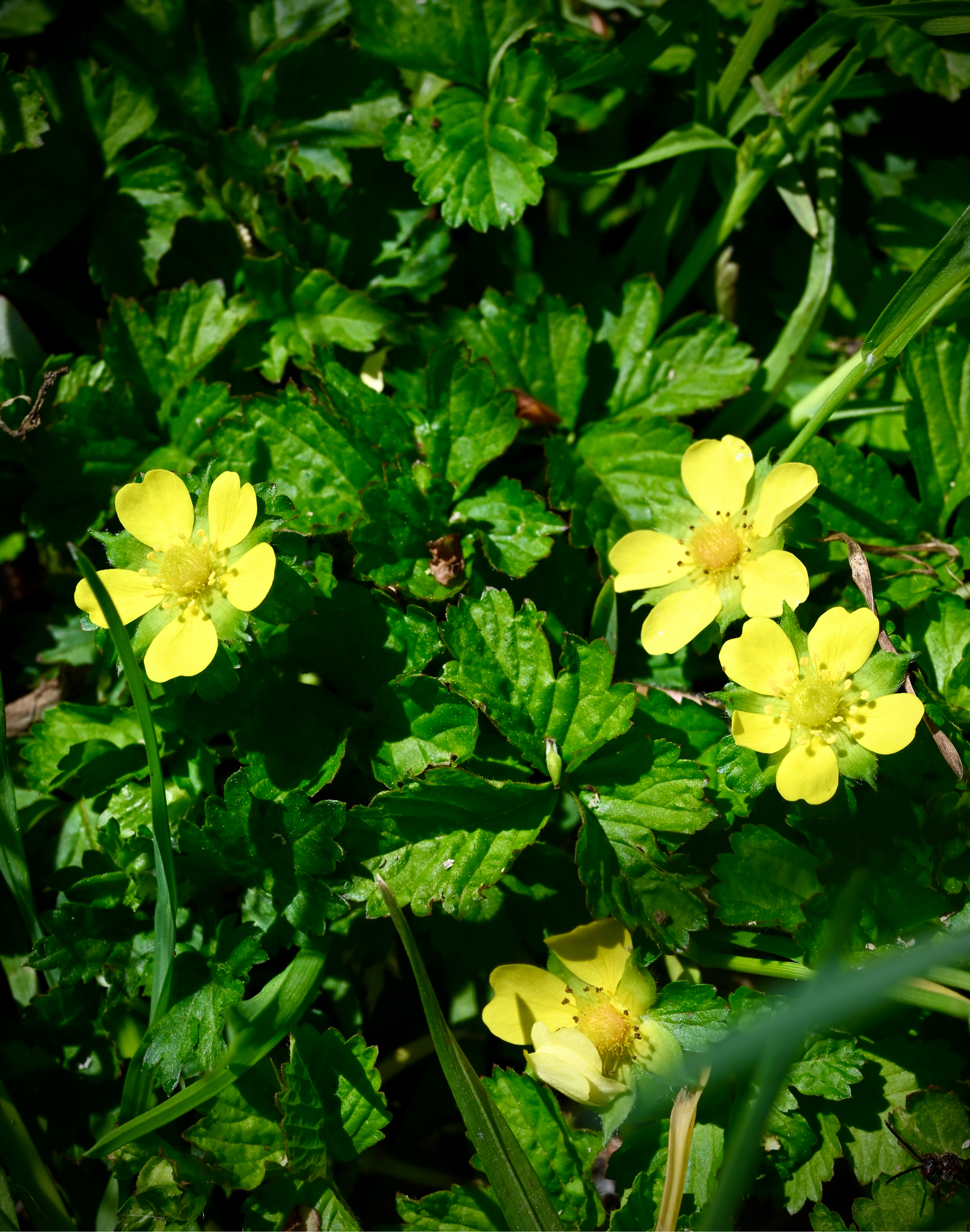 katieページ　「野に咲く草花」 春の野の花たち｜🍀GreenSnap（グリーンスナップ）
