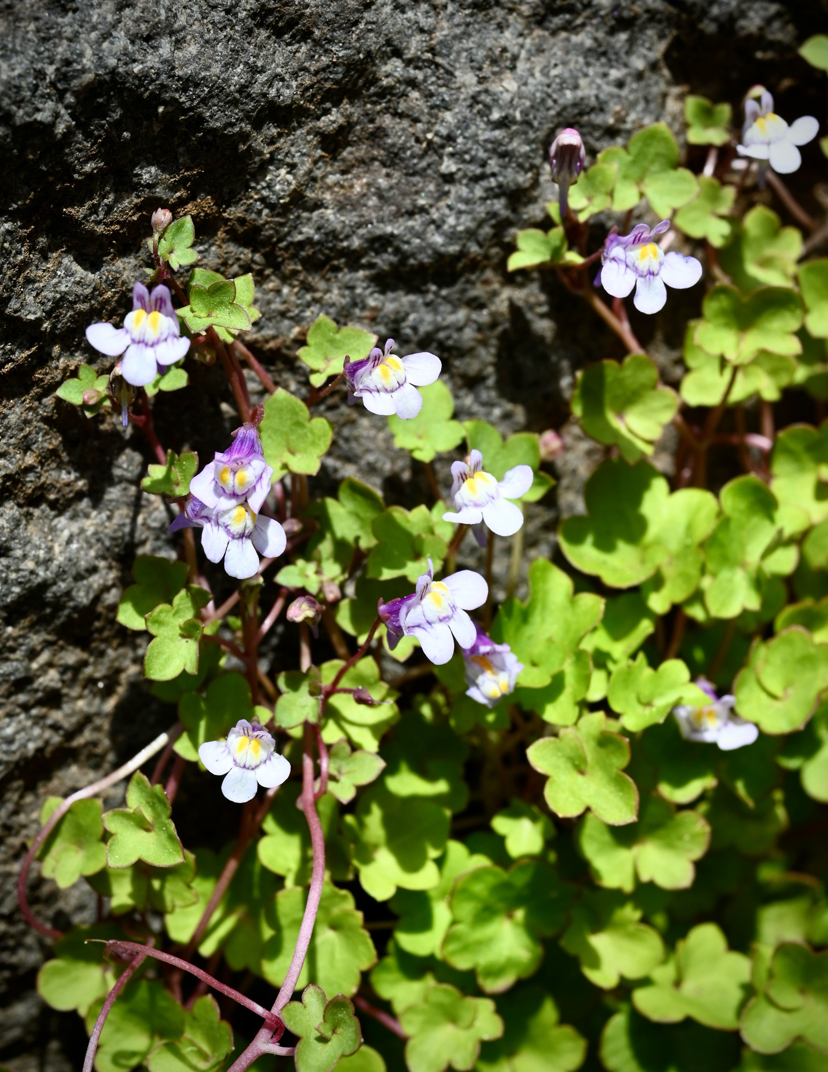 katieページ　「野に咲く草花」 春の野の花たち｜🍀GreenSnap（グリーンスナップ）