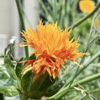バラ,ベニバナ,ラブアンドピース,アブラカダブラ,バラ　コンフィチュールの画像