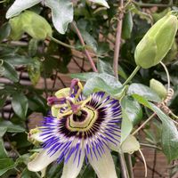 トケイソウ,トケイソウ,時計草,トケイソウの蕾,時計草(トケイソウ)の画像