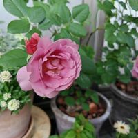 挿し木から成長,ばら バラ 薔薇,バルコニー/ベランダ,ベランダの画像