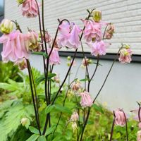 クンシラン,バラ,オリヅルラン,君子蘭,バラ ボレロの画像