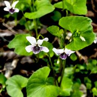 ニリンソウ,ニョイスミレ,ツボスミレ,山野草,スミレ科の画像