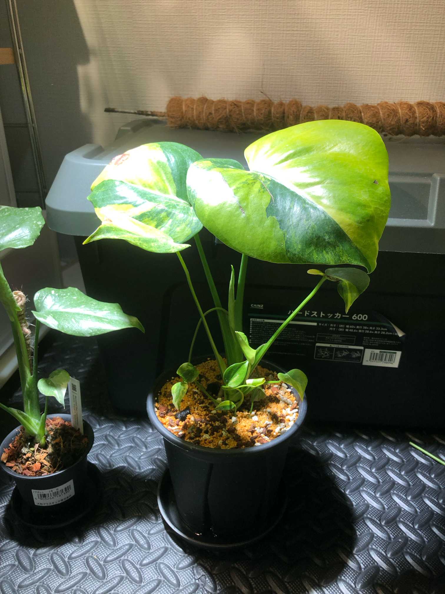 モンステラ デリシオーサ イエローマリリン成長記｜🍀GreenSnap