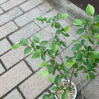 フィカス・プミラの画像