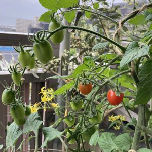 ミニトマト マンマミーア,ミニトマト マンマミーア,水耕栽培,種から,無農薬野菜の画像