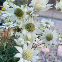 フランネルフラワー,白い花,癒しの花,花も多肉も好き,今日のありがとうの画像