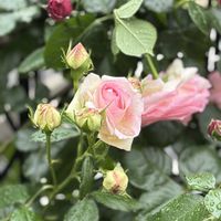 ピエールドゥロンサール,地植え,挿し木,ガーデン記録,お花を楽しむの画像