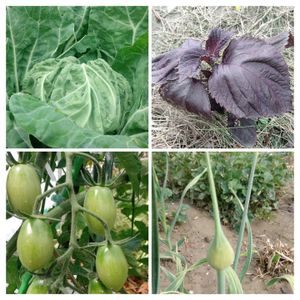 ミニトマト（アイコ）,キャベツ,赤ジソ,ニンニクの花芽,無農薬野菜の画像