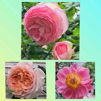 芍薬,芍薬,ピエールドゥロンサール,ピエールドゥロンサール,バラ バスシーバの画像