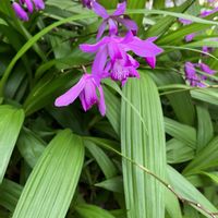 アイビー,アイビー,紫陽花の蕾,紫陽花の蕾,紫蘭しらんの画像